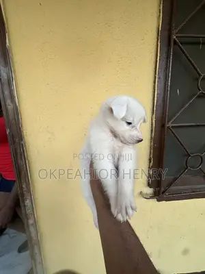 1-3 months Female Purebred American Eskimo