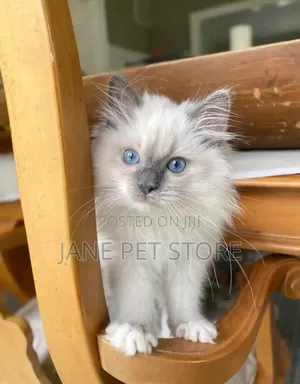 1-3 months Female Purebred Ragdoll