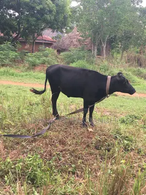 Ada Efi-Igbo for Sale