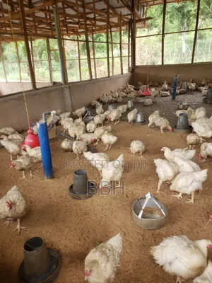 White Agric Fowl