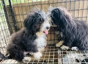 1-3 months Male Purebred Lhasa Apso