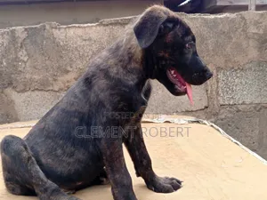 3-6 months Male Mixed Breed Cane Corso