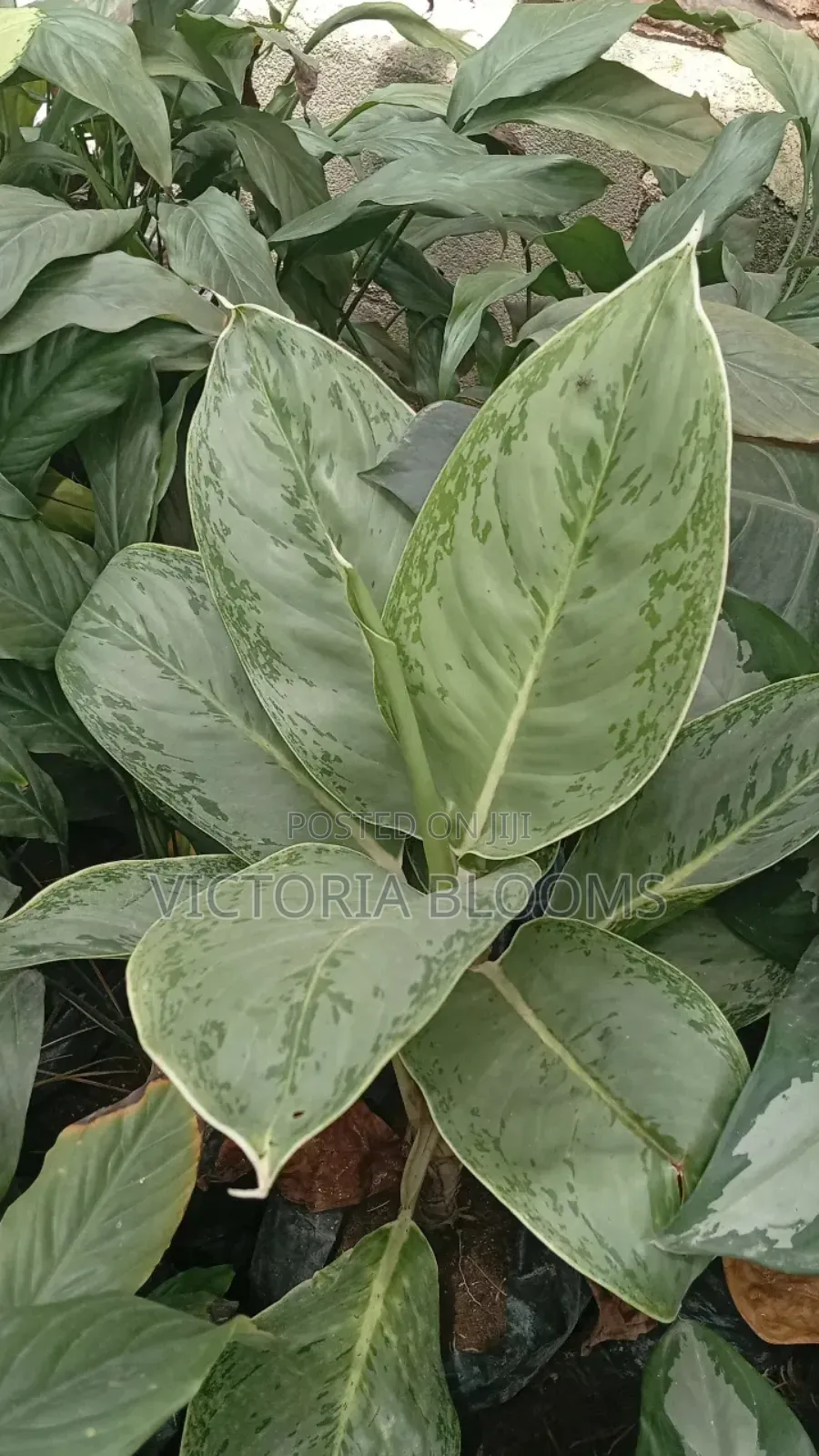 Indoor Plants
