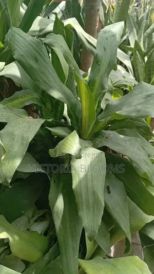 Indoor Plants