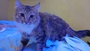 1+ year Male Purebred Turkish Angora