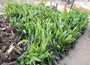 Hybrid Oil Palm Seedlings