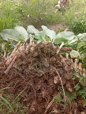 Plantain Suckers