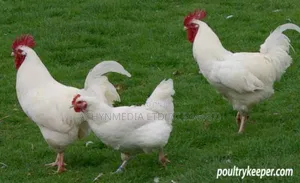 Life Dressed Chickens