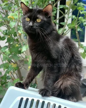 1+ year Male Purebred Turkish Angora