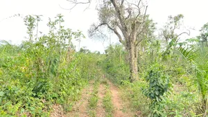 100 Acres of Land Is Available for Sale Sotunbo, Sagamu, Ogun State
