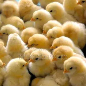 Quality Reliable Day Old Chicks Available For Sale