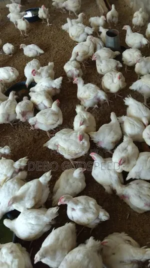 We Buy and Sell Quality 6 Weeks Broilers
