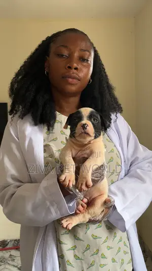 Veterinary Doctor in Ibadan, Oyo State