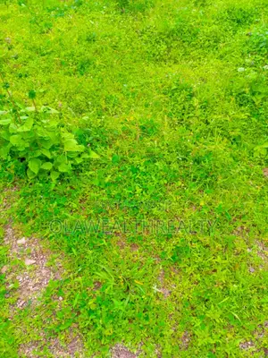 600sqm Residential Land At Kolapo Ishola Estate, Akobo