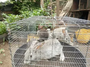 Rabbit Post Weaners