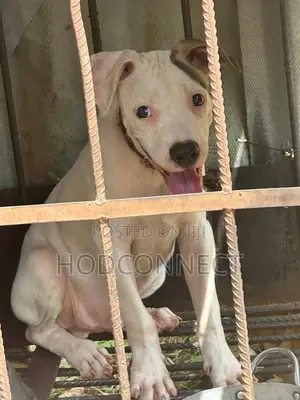 3-6 months Female Purebred American Pit Bull Terrier
