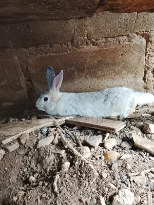 Mixed Breed Male Chinchilla