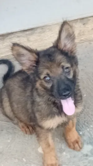 1-3 months Female Purebred German Shepherd