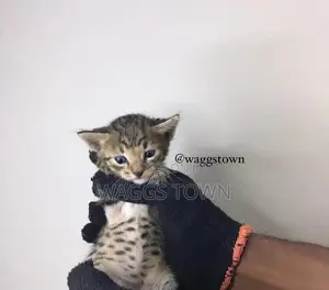 1-3 months Male Purebred Cat