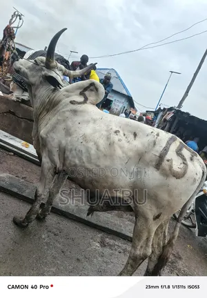 Life Cows at Affordable Price