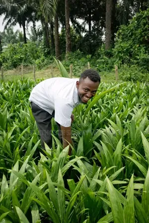 Hybrid Oil Palm Seedlings