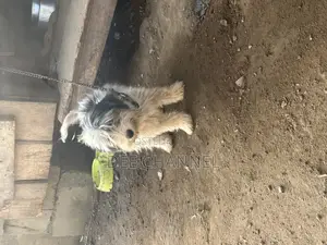 1+ year Female Purebred Lhasa Apso