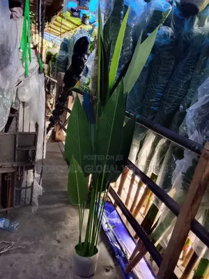 Bird of Paradise Flower