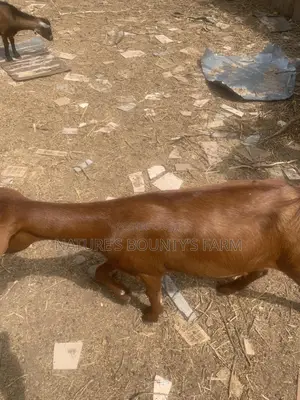 Pure Mama Sokoto Red