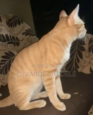 6-12 months Male Purebred Tabby