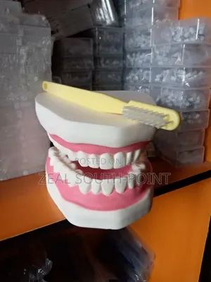 Dental Teeth Model Used