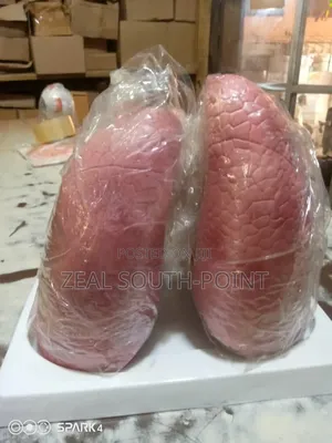 Tongue Model