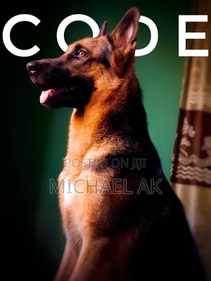 1+ year Male Purebred German Shepherd