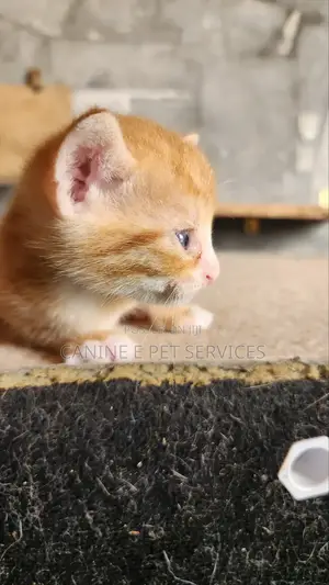 1-3 months Male Purebred Tabby
