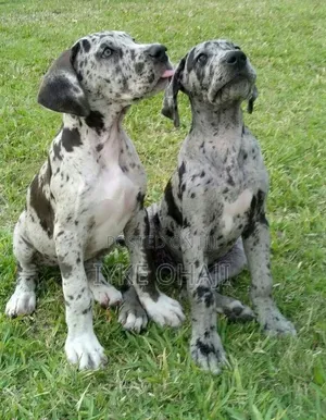 1-3 months Female Purebred Great Dane