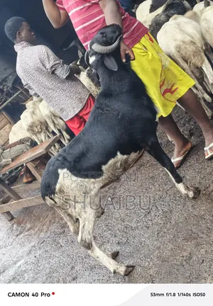 Life Goats Rams Cheap