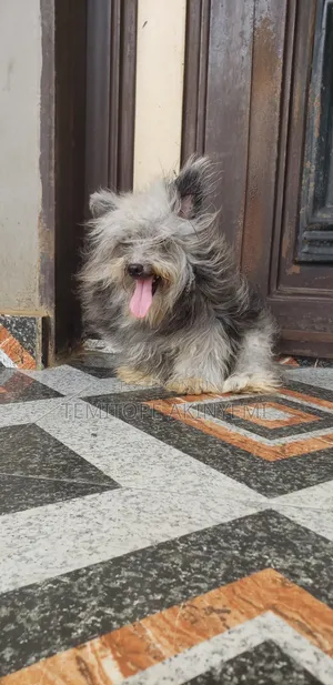 3-6 months Male Purebred Skye Terrier