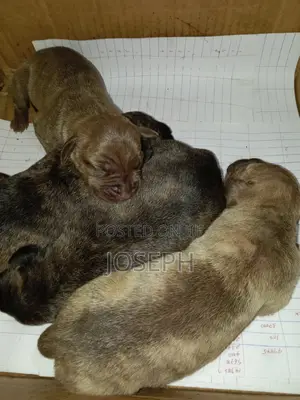 0-1 month Male Purebred Cane Corso