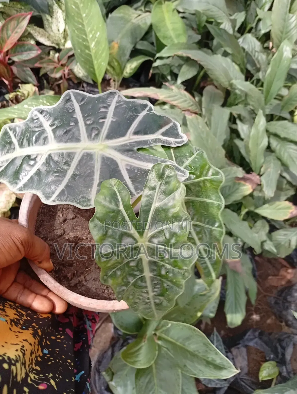 Indoor Plants