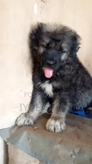 1-3 months Female Purebred Caucasian Shepherd