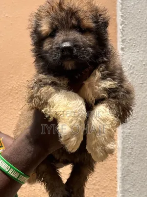 1-3 months Male Purebred Caucasian Shepherd