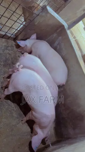 Pure Hybrid Gilt ( Ready to Cross)