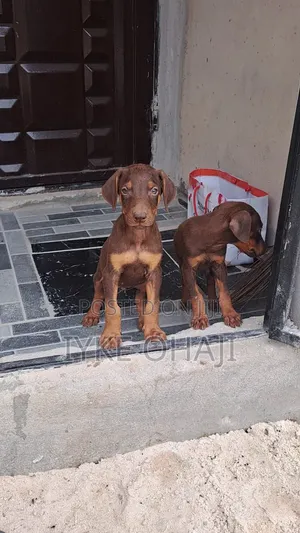 1-3 months Female Purebred Doberman Pinscher