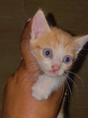 1-3 months Female Purebred Tabby