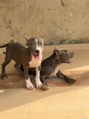 3-6 months Female Purebred Bull Terrier