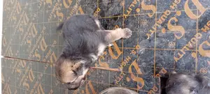 1-3 months Female Purebred German Shepherd
