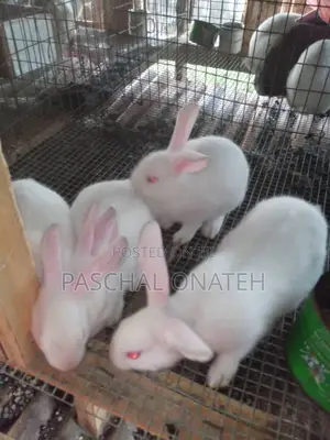 Foreign Bunnies Available/ Weaners Rabbit