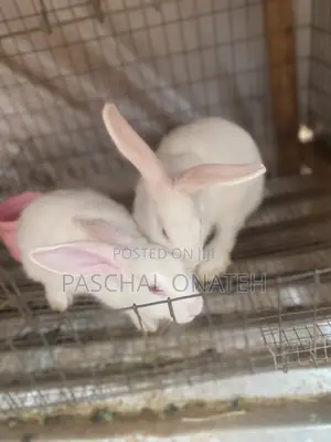 Foreign Rabbit /Weaners Available