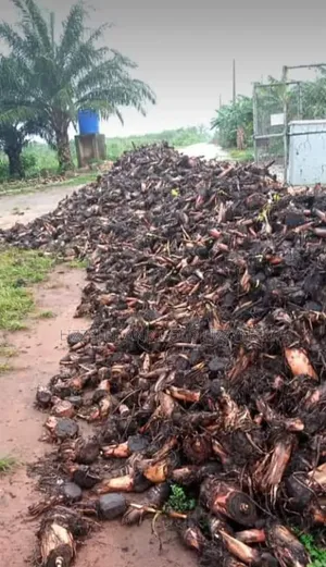 Banana Suckers