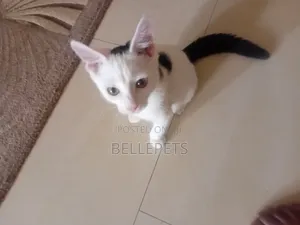 1-3 months Male Mixed Breed Turkish Van