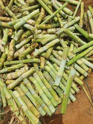Quality Pasture Seeds Cuttings For Sale